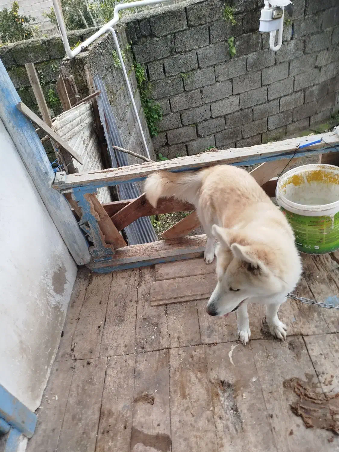 هاسکی ماده اصل|سگ|لنگرود, |دیوار