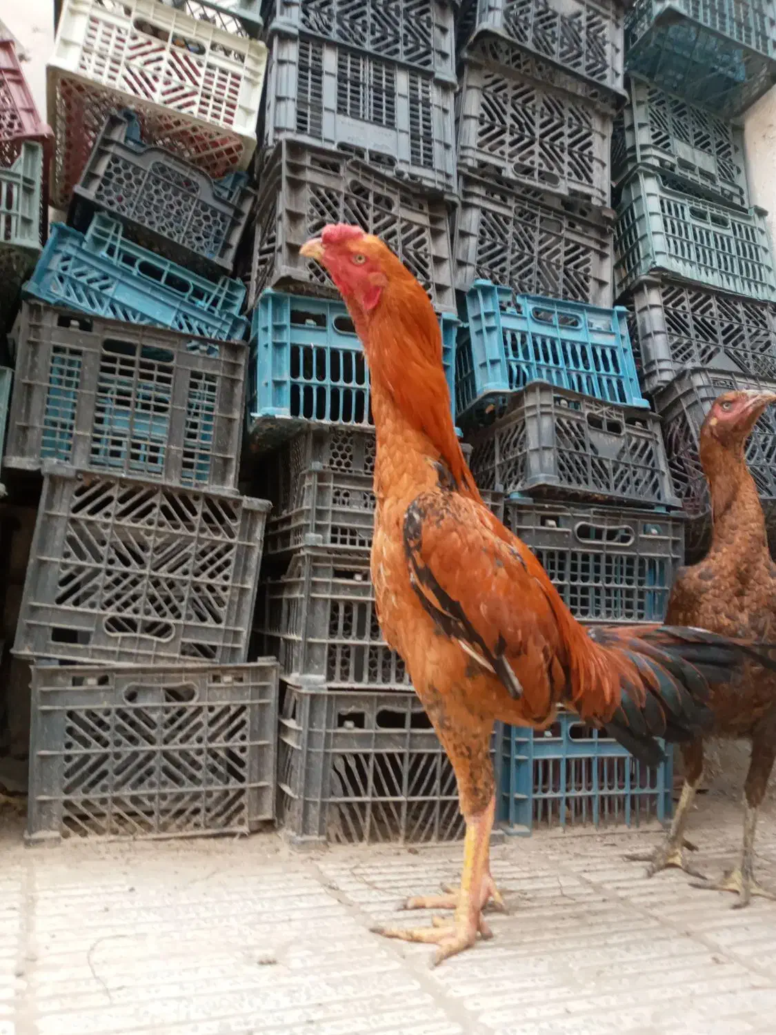 تخم مرغ لاری|حیوانات مزرعه|زاهدان, |دیوار