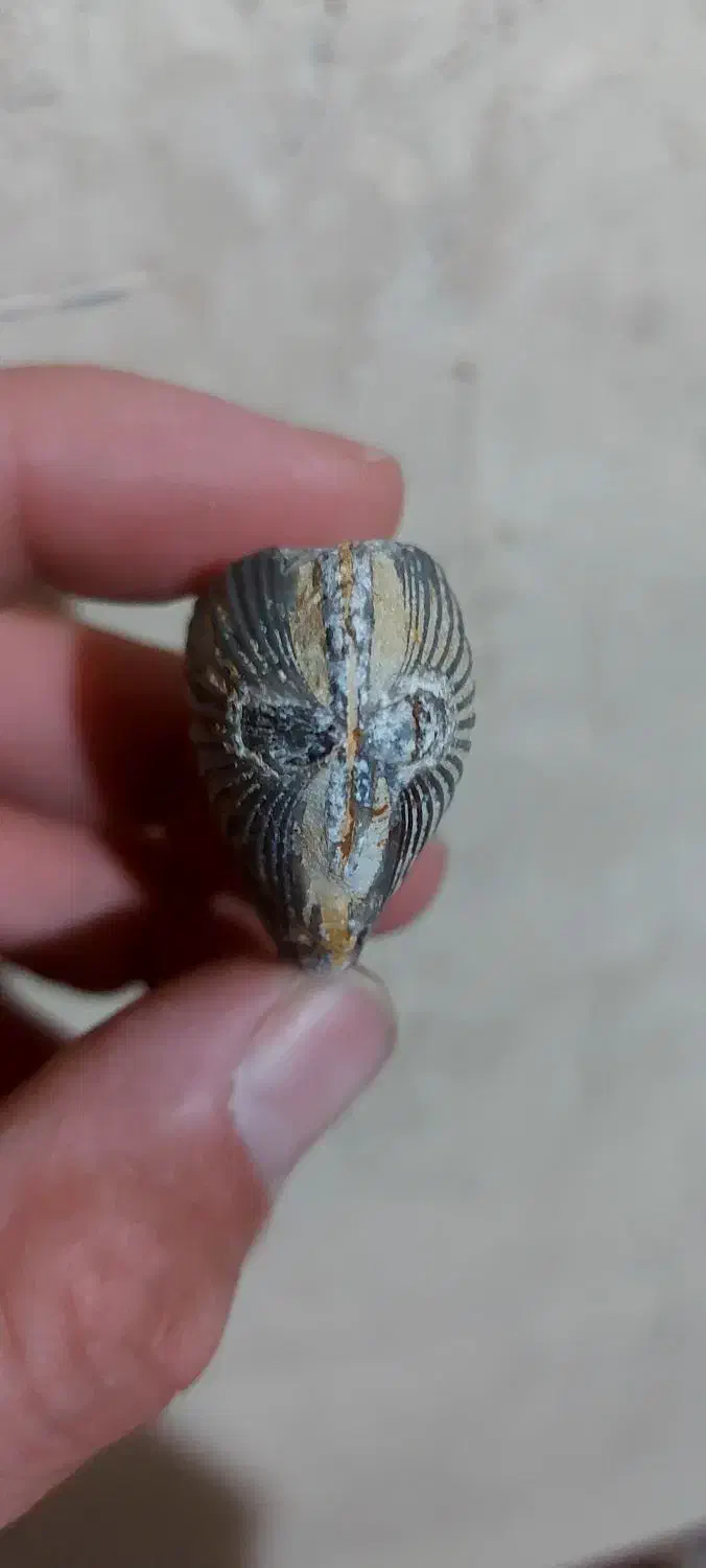 فسیل|کلکسیون اشیاء عتیقه|ایلام, |دیوار