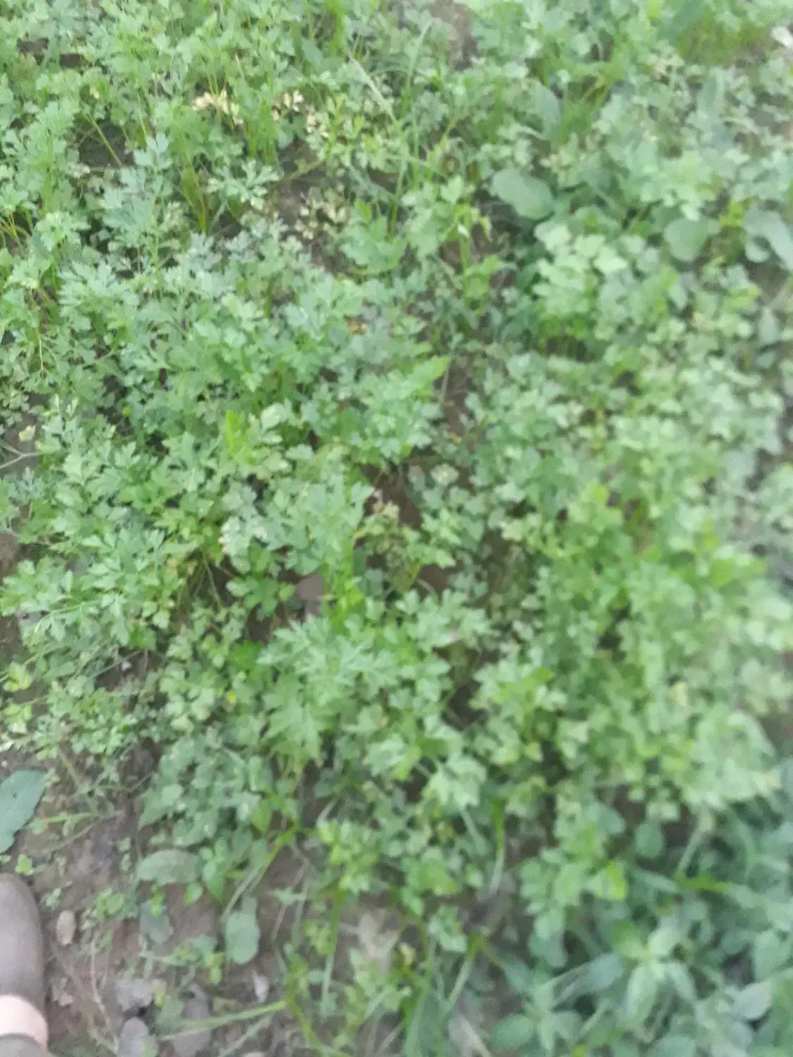 سبزی جعفری|خوردنی و آشامیدنی|لاهیجان, گلستان|دیوار