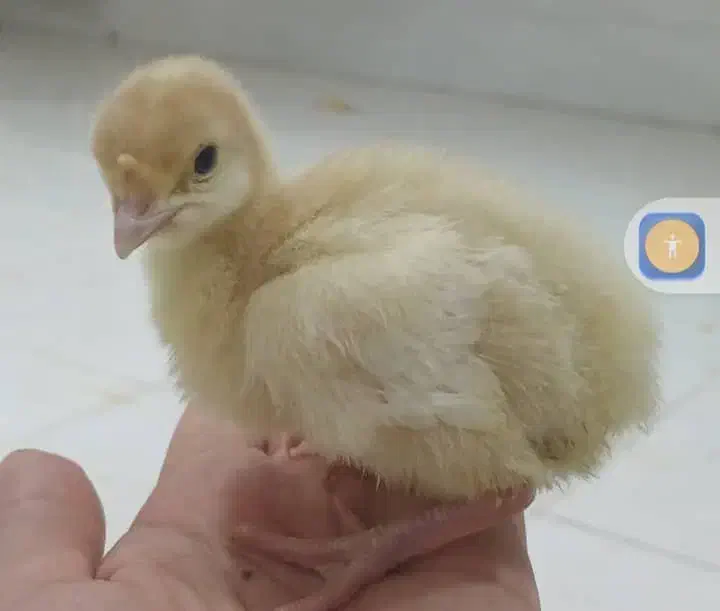 فروش عمده بوقلمون بیوتی و جوجه های گوشتی و تخمگذار|حیوانات مزرعه|گلپایگان, |دیوار