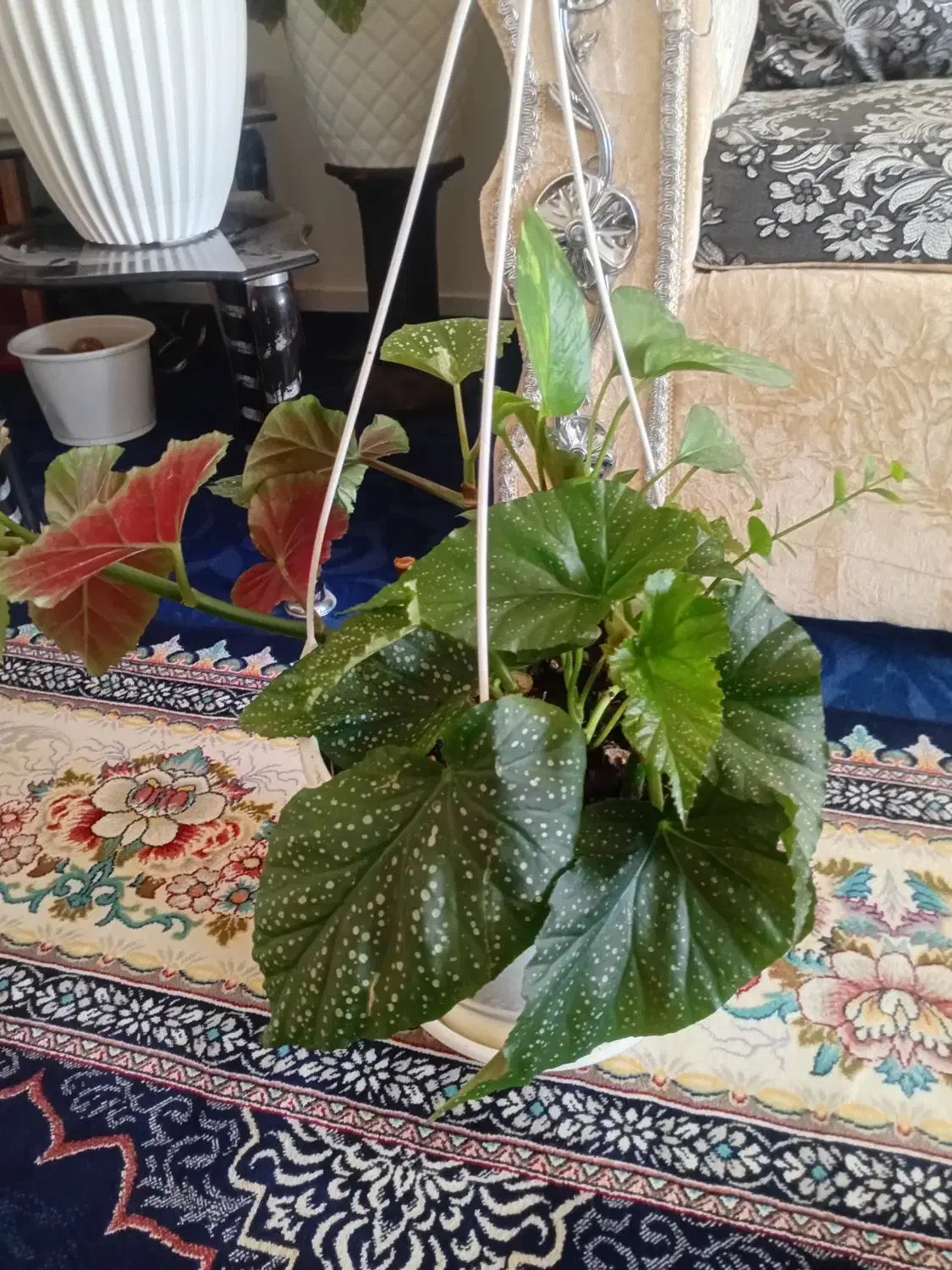 گل وگیاه|گل و گیاه طبیعی|هشتگرد, فاز ۳ مهستان|دیوار