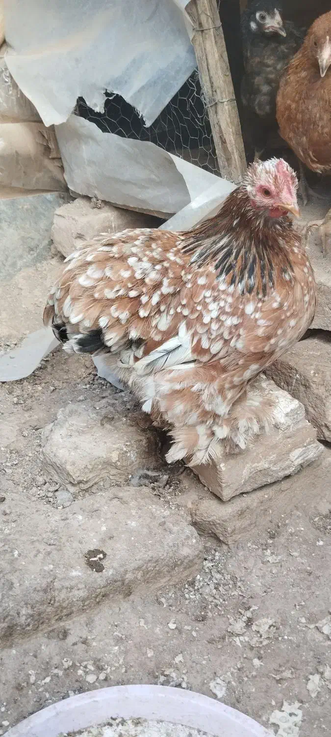 مرغ کوشین و جوجه رسمی|حیوانات مزرعه|ساوه, |دیوار