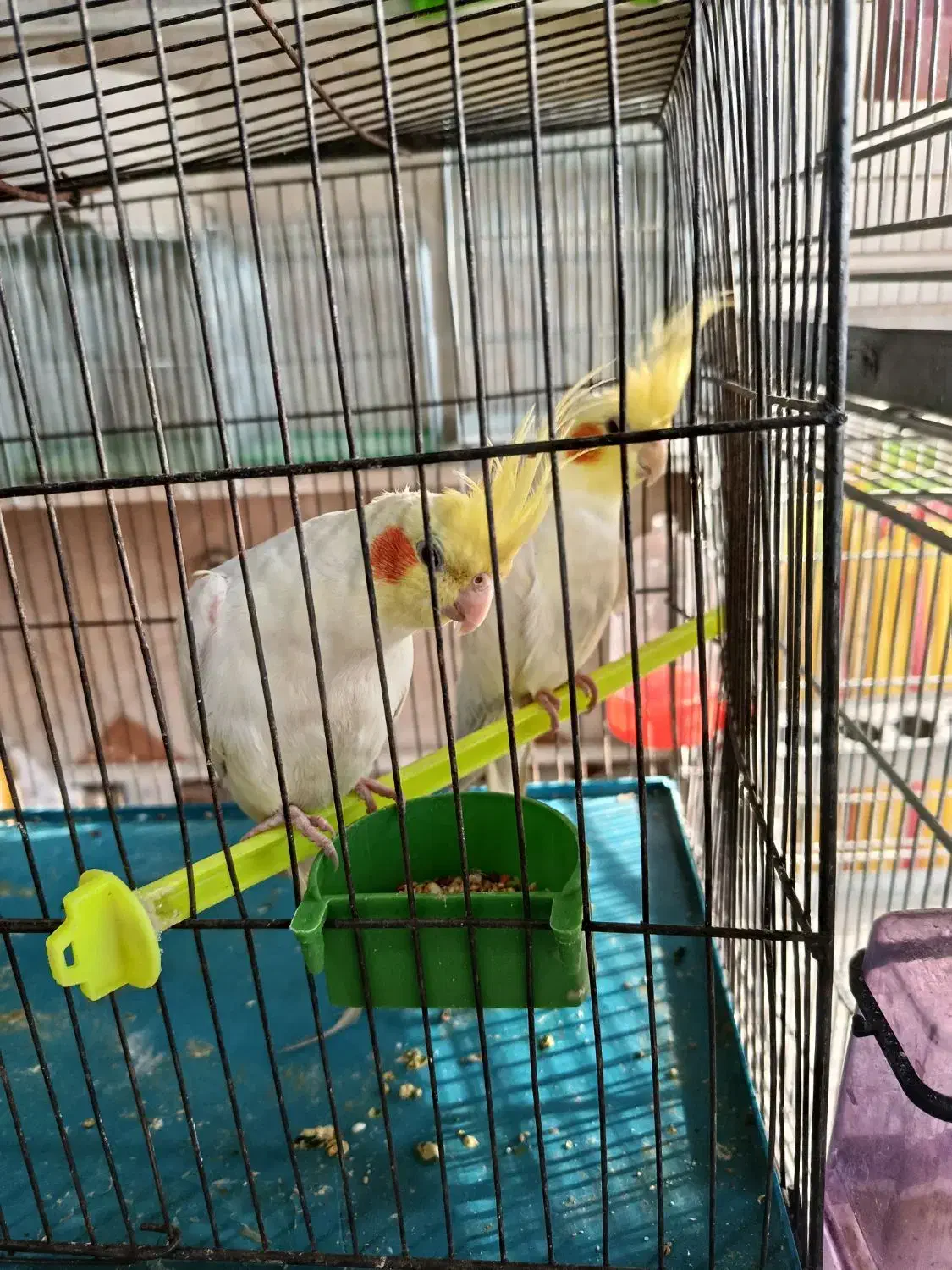 دوعددعروس|پرنده|ملایر, |دیوار