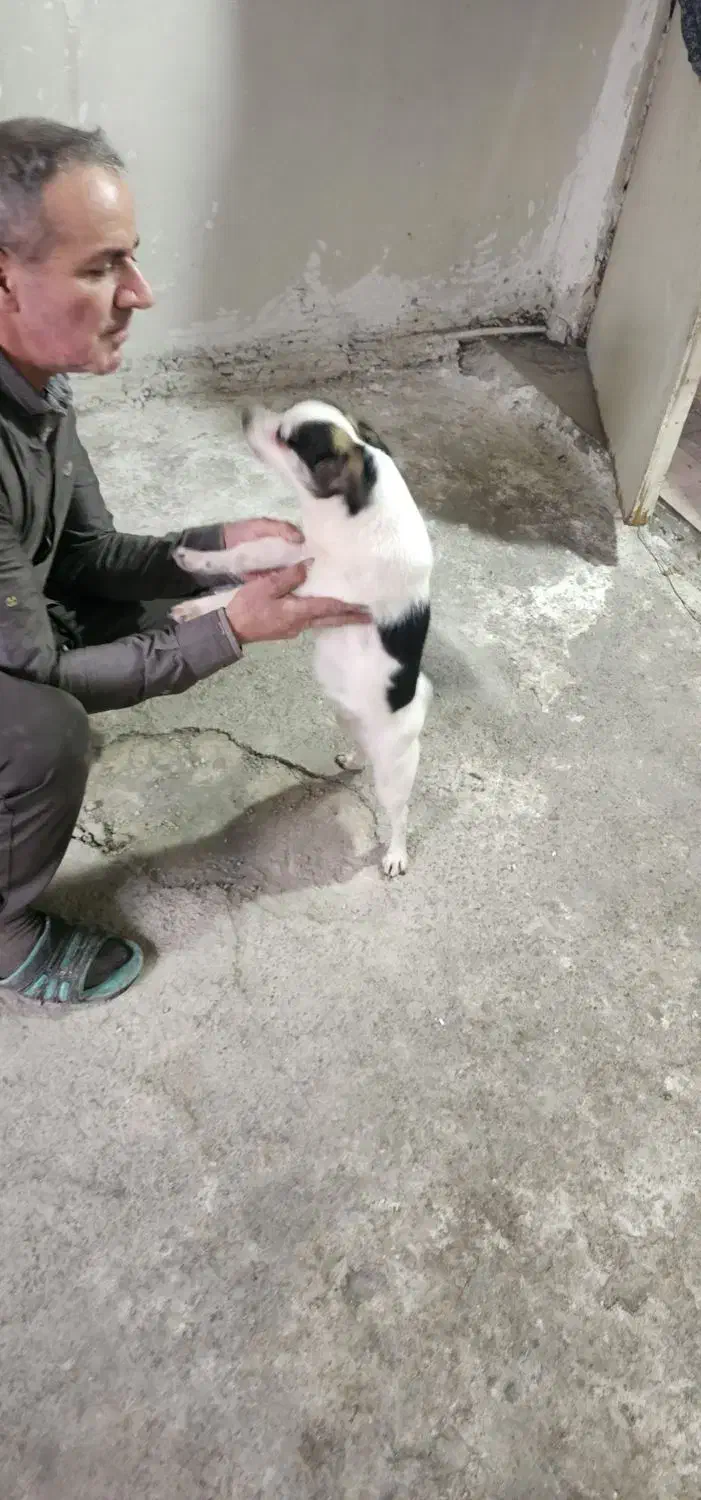 اشپیتز|سگ|تهران, شوش (باغ آذری)|دیوار