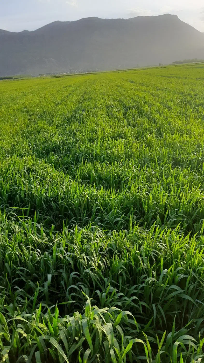 اجاره زمین کشاورزی|اجارهٔ دفتر صنعتی، کشاورزی، تجاری|فارسان, |دیوار