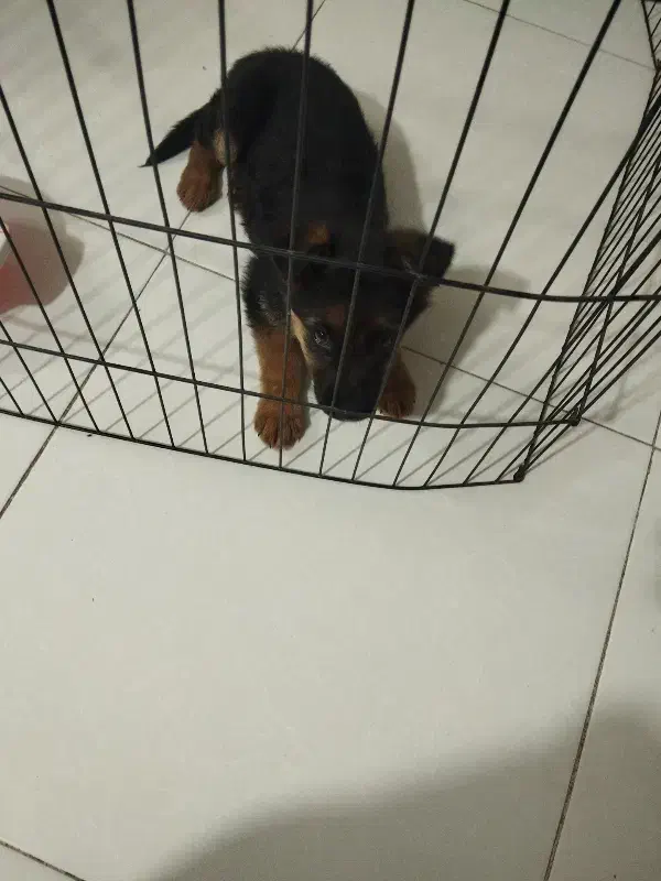 ژرمن ماده|سگ|مشهد, انقلاب|دیوار