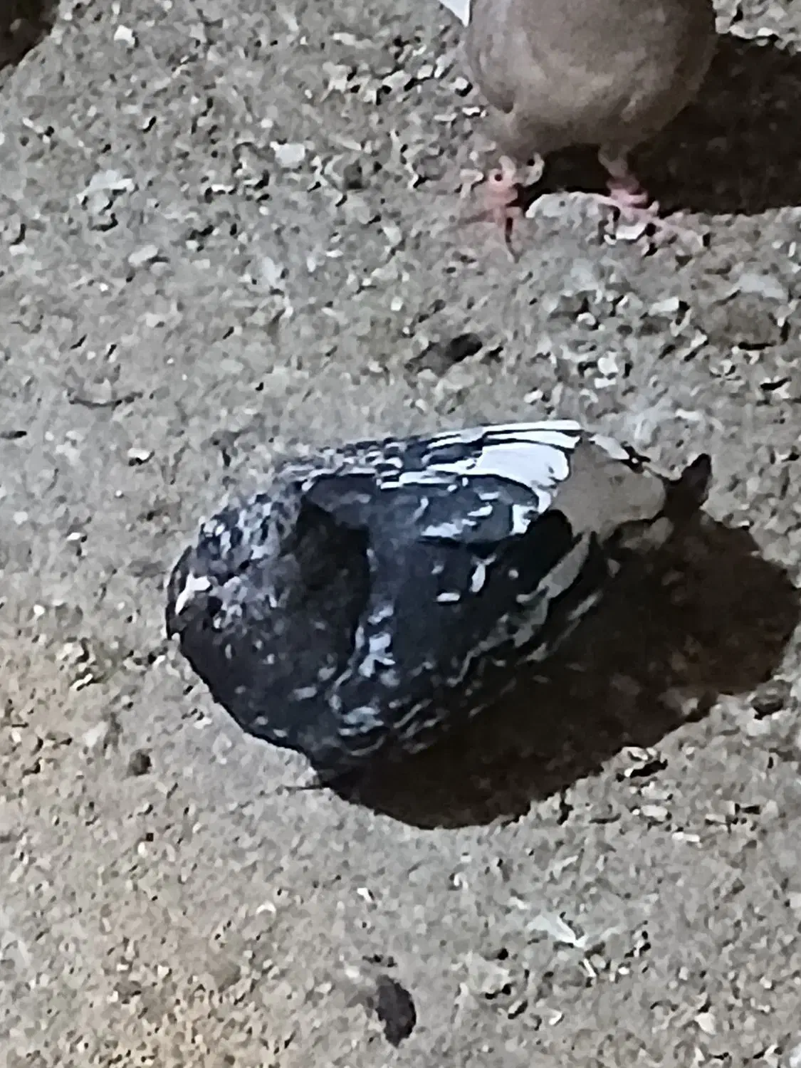 کبوتر|پرنده|باوی, |دیوار