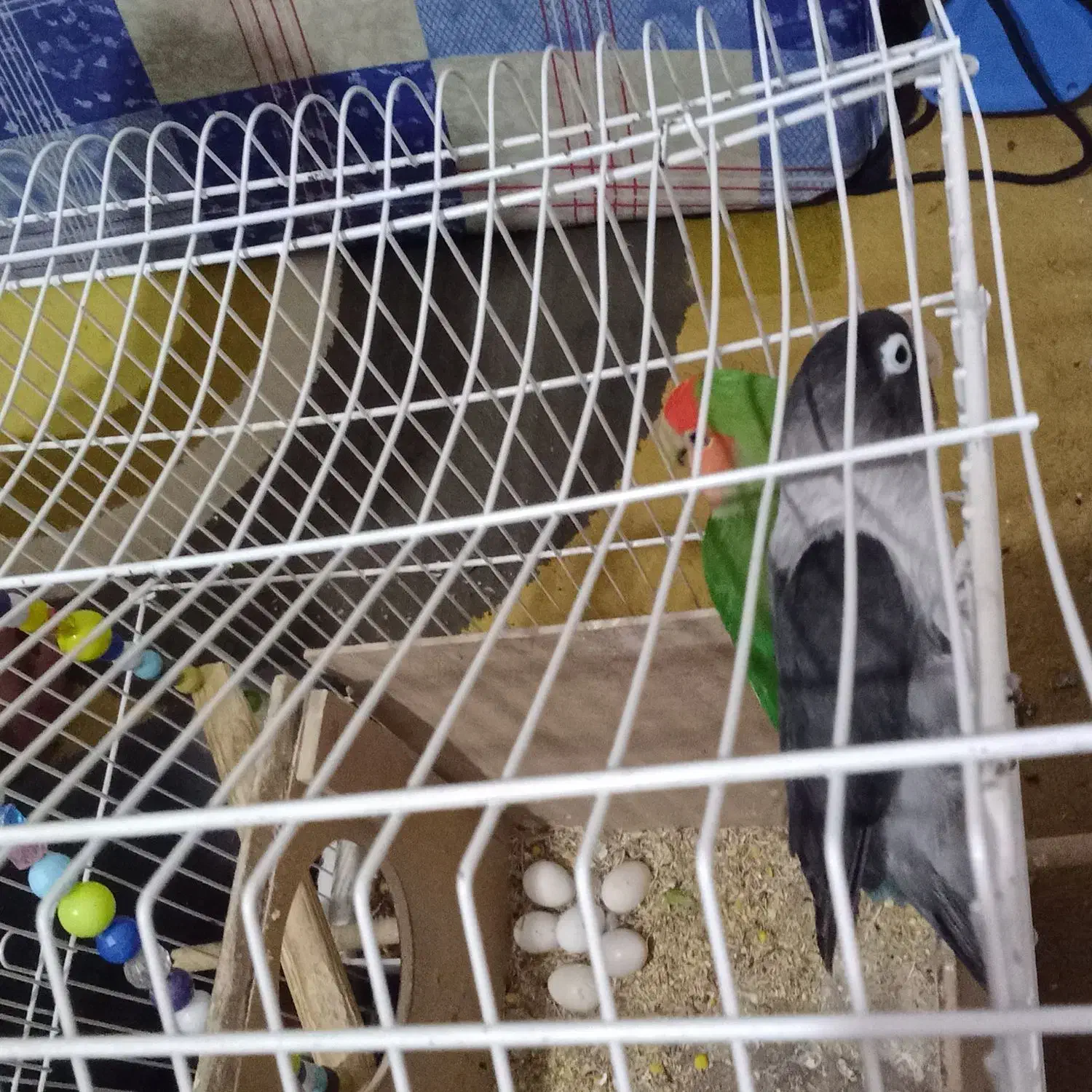 جفت طوطی برزیلی|پرنده|حمیدیه, |دیوار