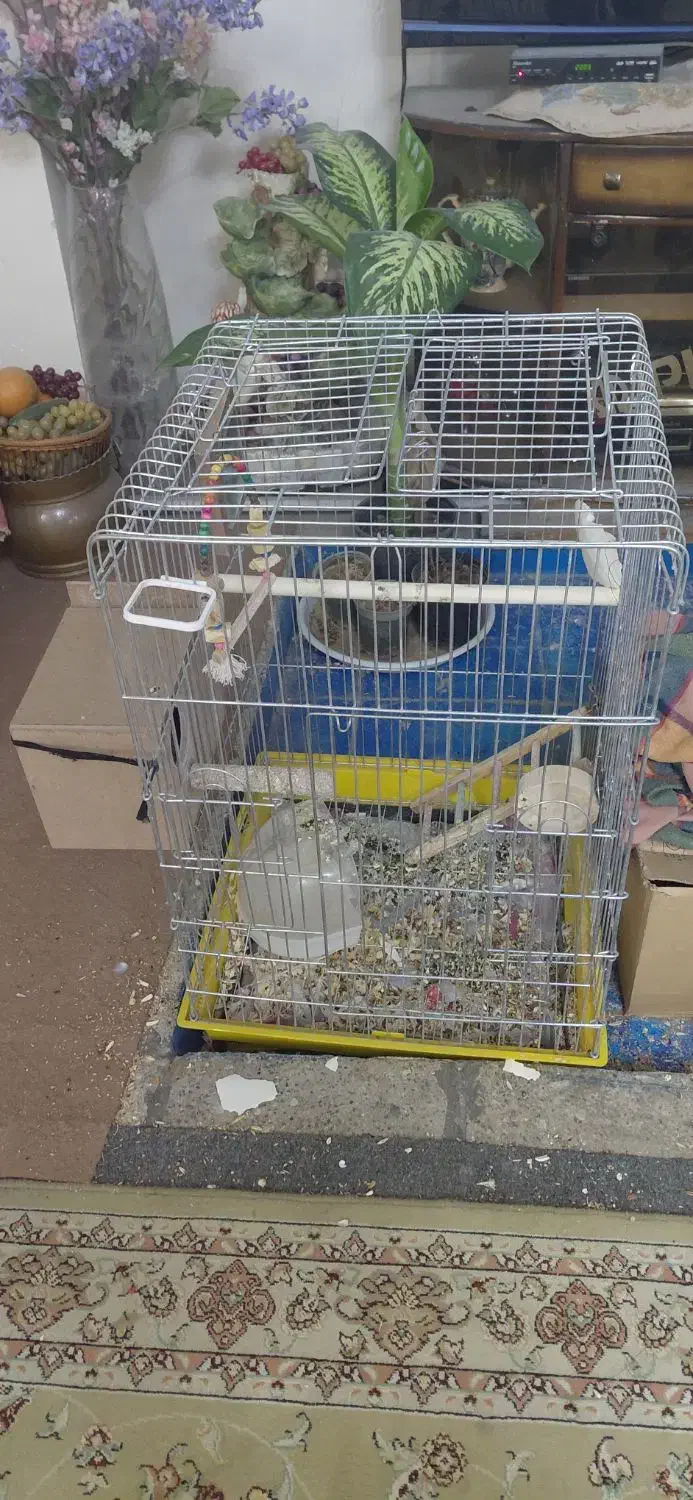 قفس طوطی عروس هلندی سایز کوچک و بزرگ شهرری دیلمان|لوازم جانبی حیوانات|ری, دیلمان|دیوار