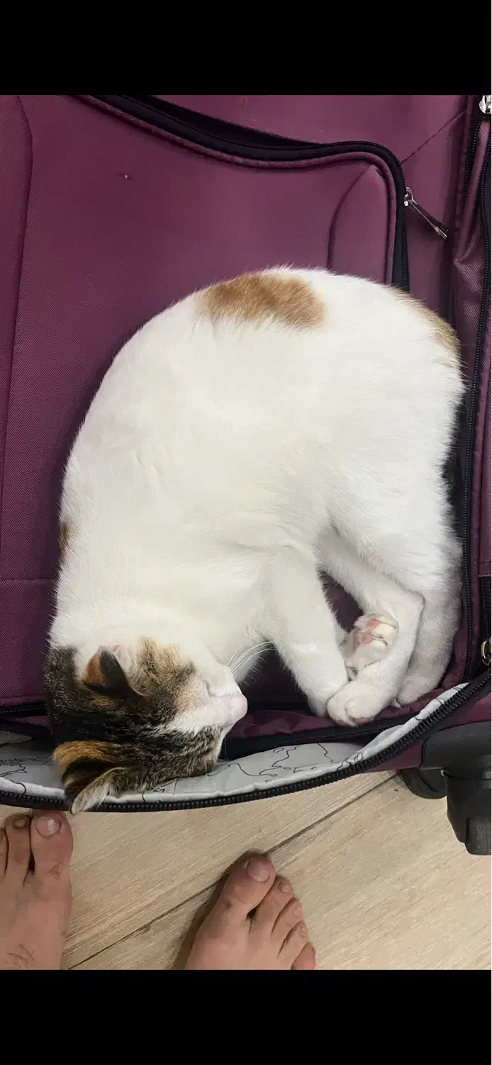 گم شدن گربه|گربه|رشت, منظریه|دیوار