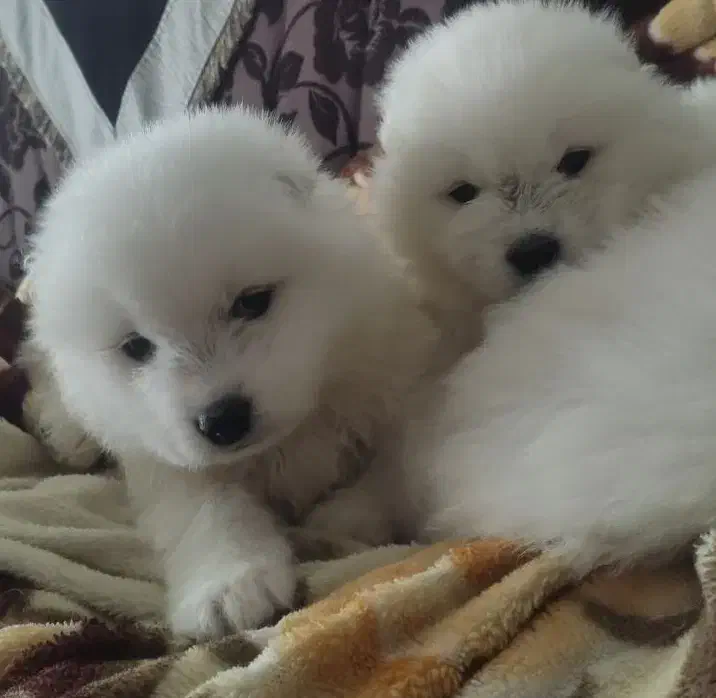 ساموئید وارداتی|سگ|باسمنج, |دیوار