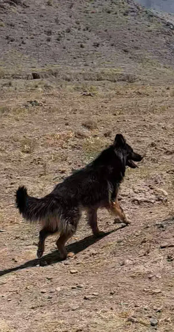 سگ ژرمن|سگ|نیشابور, فضل|دیوار