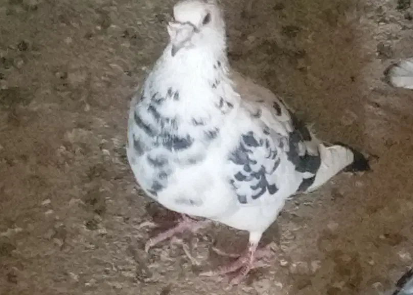 کفتر|حیوانات|یزد, |دیوار