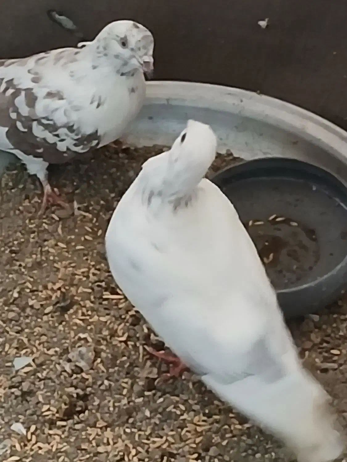 کفتر سفید|پرنده|محمدشهر, شهرک پیام (مهرالبرز)|دیوار