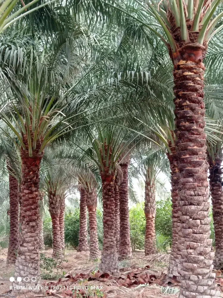 هرس نخل|گل و گیاه طبیعی|عنبرآباد, |دیوار