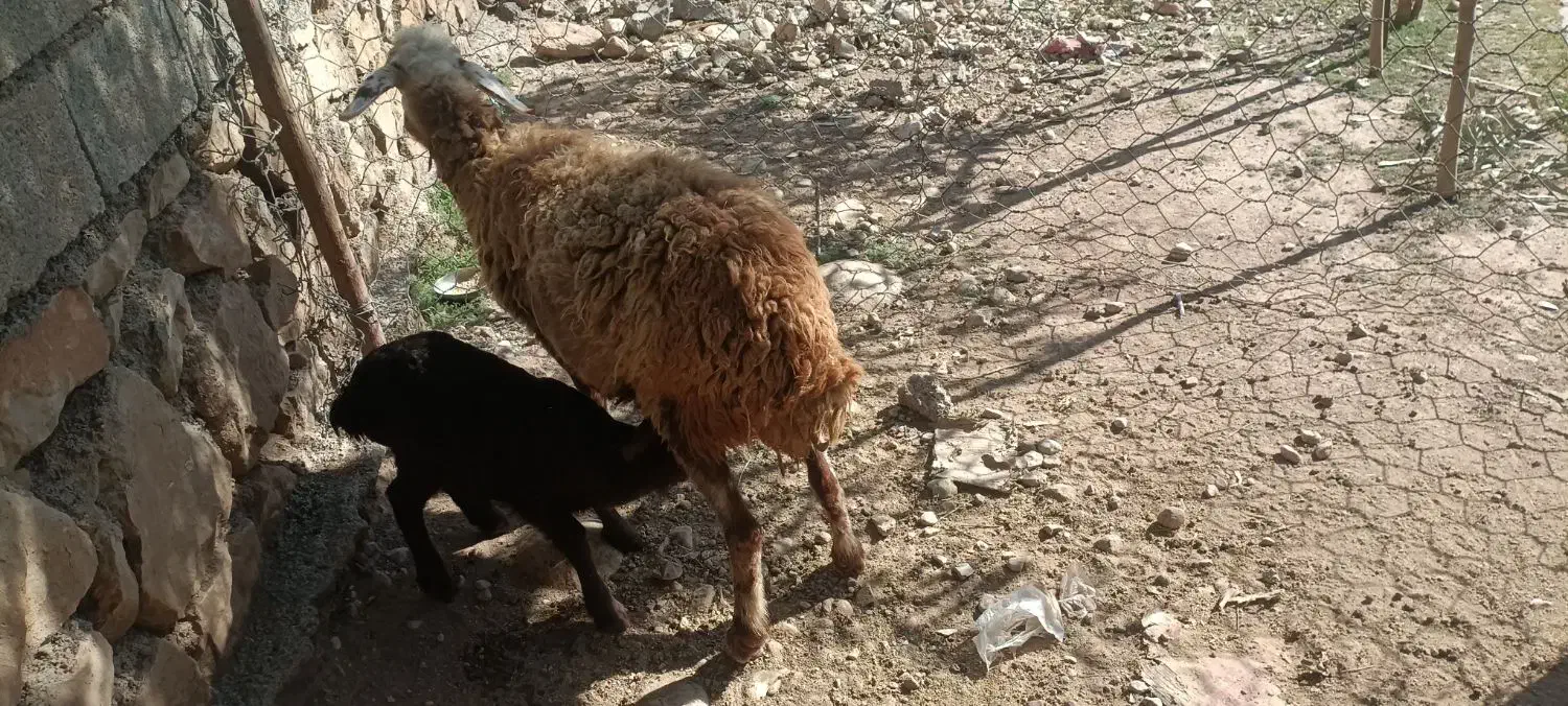 میش و بره|حیوانات مزرعه|معمولان, |دیوار