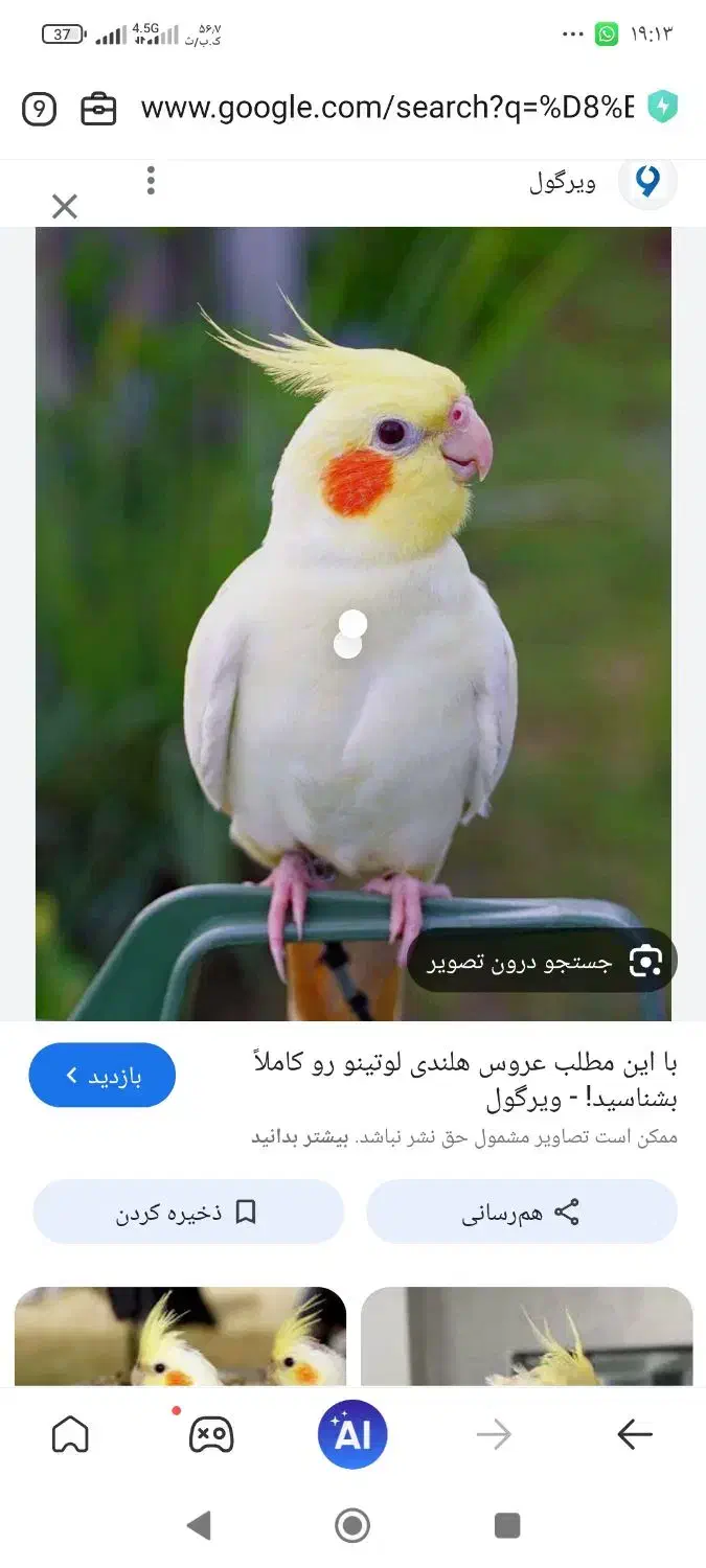 عروس پاریس|پرنده|اهواز, رسالت|دیوار