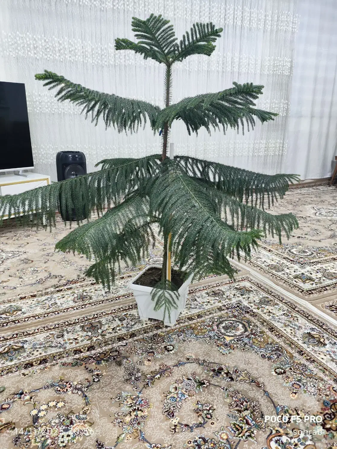 گل  کاج|گل و گیاه طبیعی|مهاباد (آذربایجان غربی), |دیوار