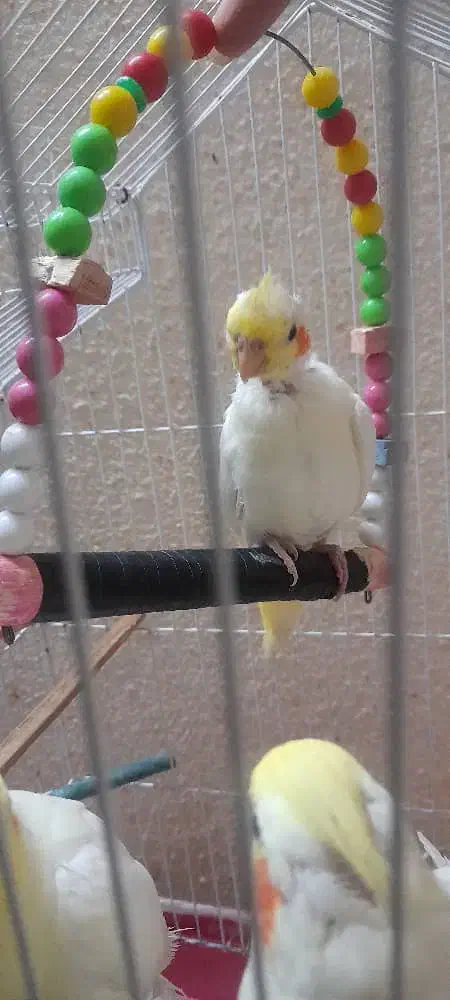 عروس پاریس|پرنده|اهواز, کوروش|دیوار