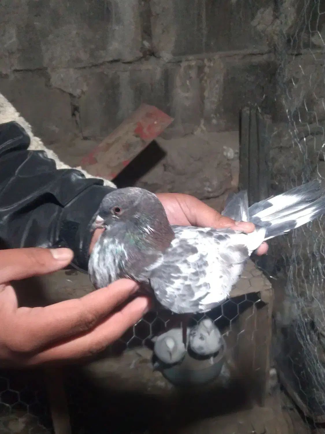 کفتر خوب درجه یک ۶عددیک میلیون|پرنده|مشگین شهر, |دیوار