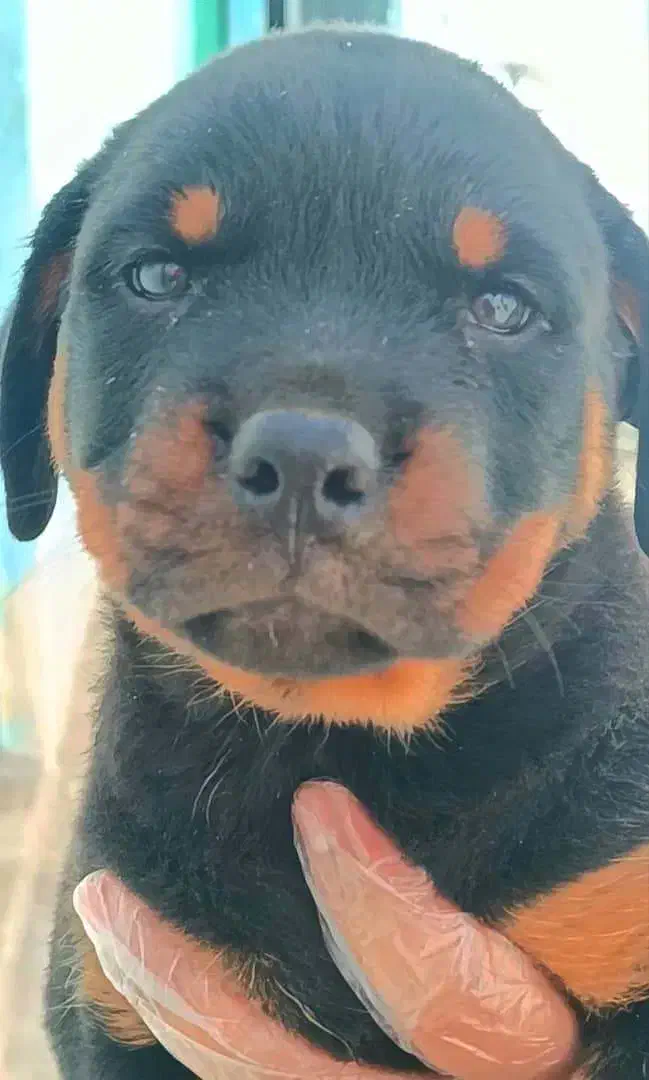 توله سگ روتوایلر سایز بزرگ|سگ|تهران, ایوانک|دیوار