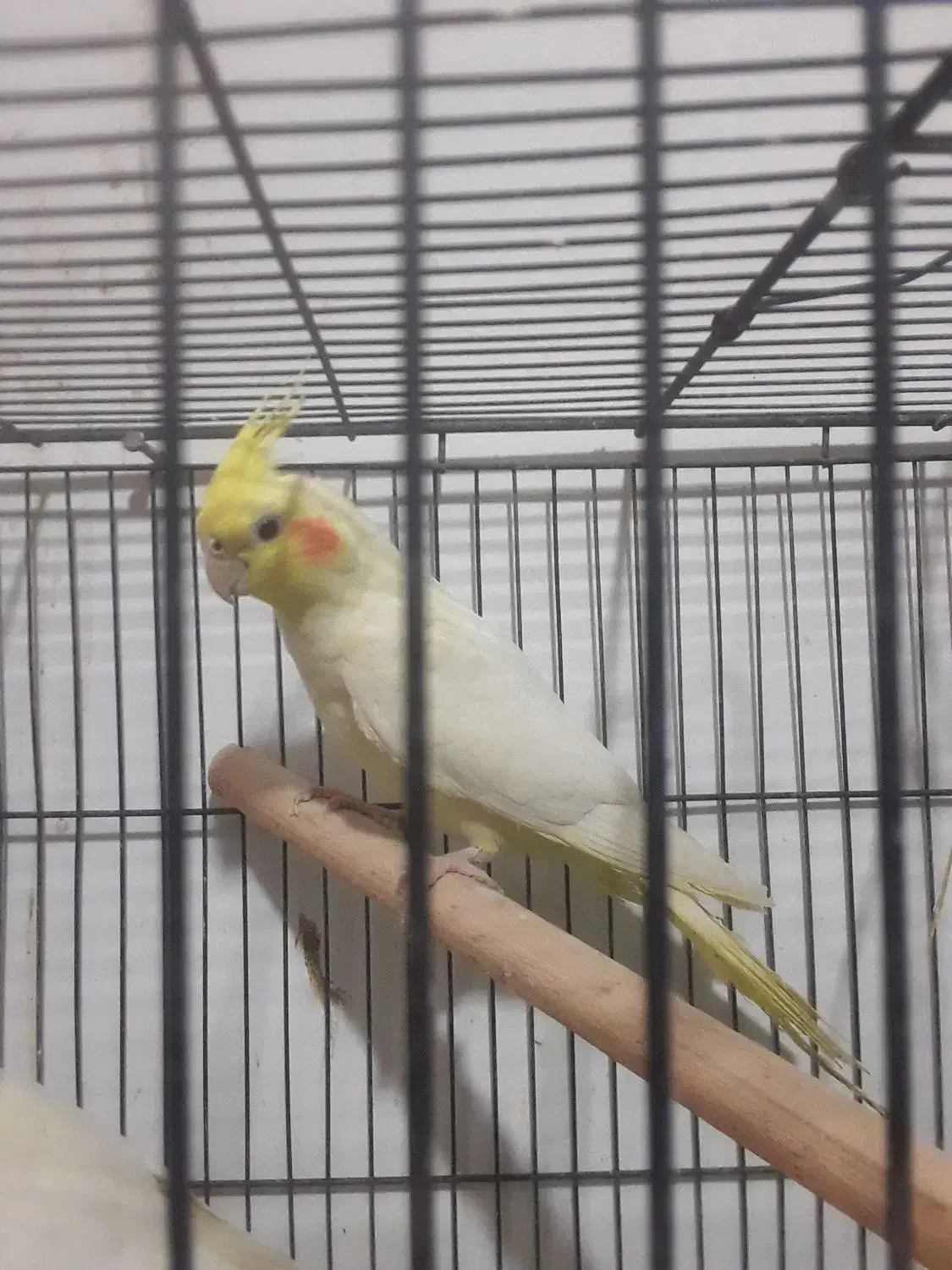 لوتینونرعروس هلندی|پرنده|قم, قلعه عموحسین|دیوار