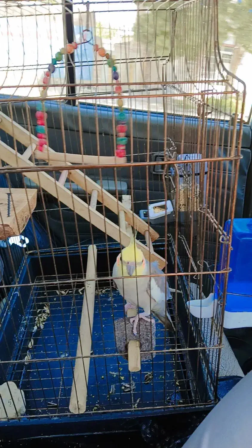 عروس هلندی|پرنده|کوهدشت, |دیوار