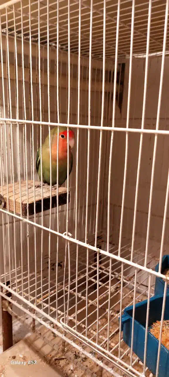 طوطی عروس هلندی|پرنده|قم, نیروگاه|دیوار