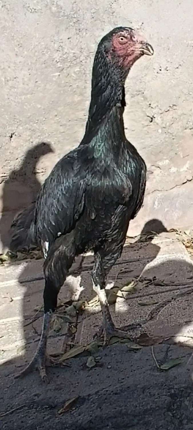 خروس لاری|حیوانات مزرعه|تربت‌حیدریه, بالا ولایت|دیوار