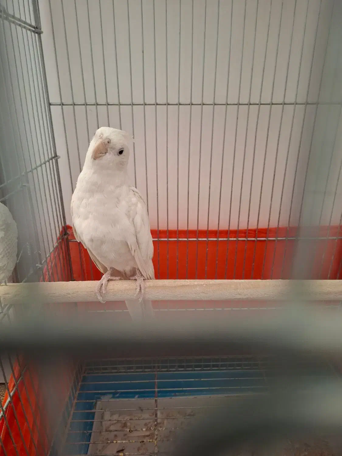 فروش فوری|پرنده|فارسان, |دیوار