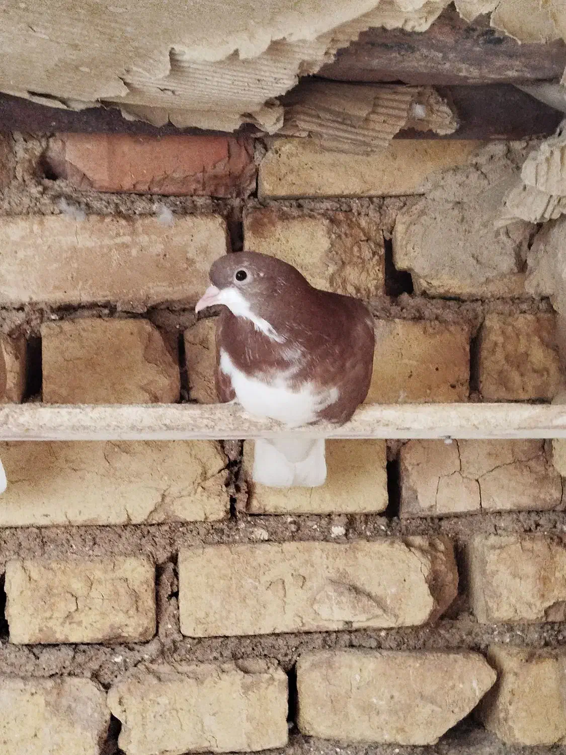 شهری|پرنده|ارسنجان, |دیوار