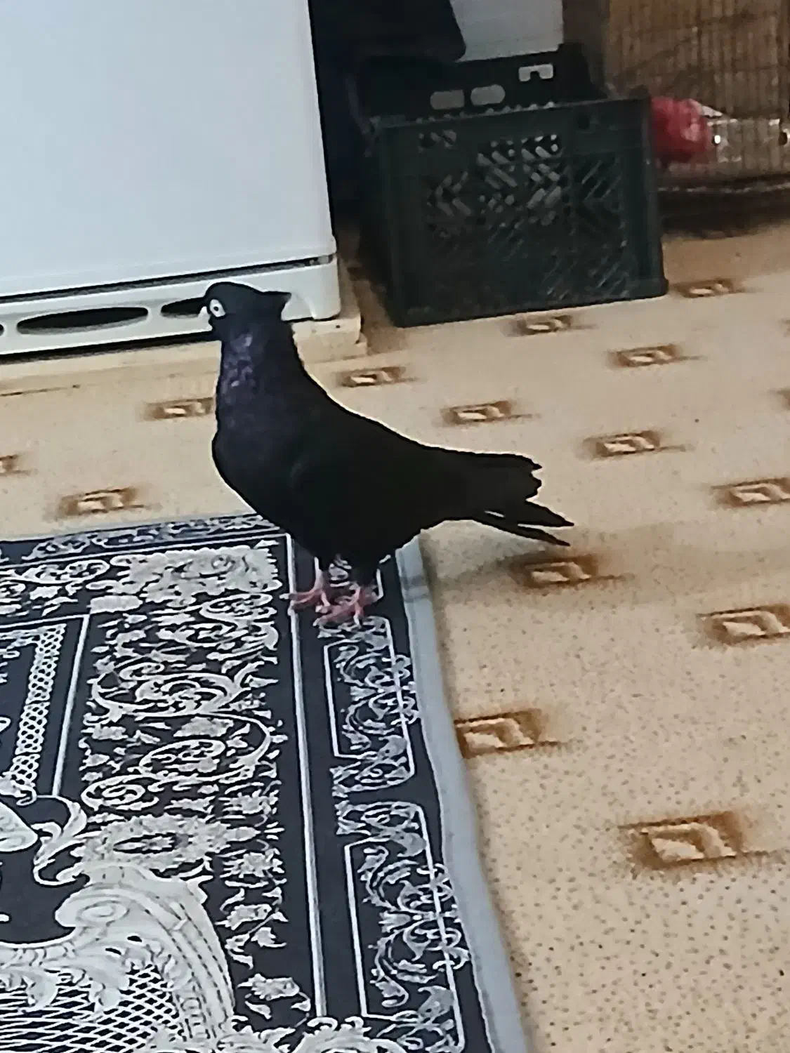 پرنده|پرنده|ارم, |دیوار