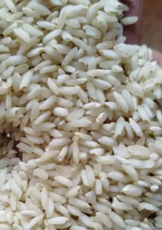 برنج عنبر بو امسال موجود است|خوردنی و آشامیدنی|دزفول, |دیوار