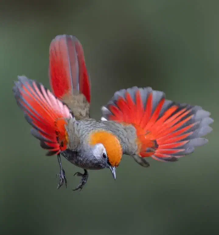 خط تهران|سیم‌کارت|تهران, شهرک محلاتی|دیوار