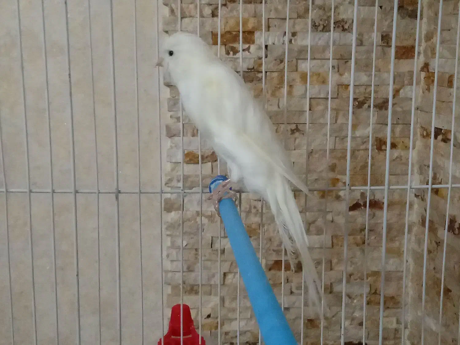 قناری نر|پرنده|آران و بیدگل, |دیوار