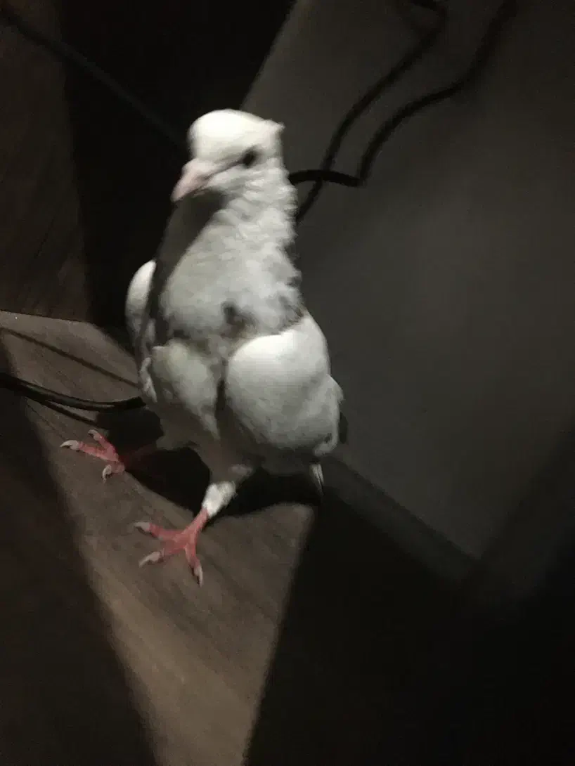 کفتر|پرنده|تهران, مسعودیه|دیوار