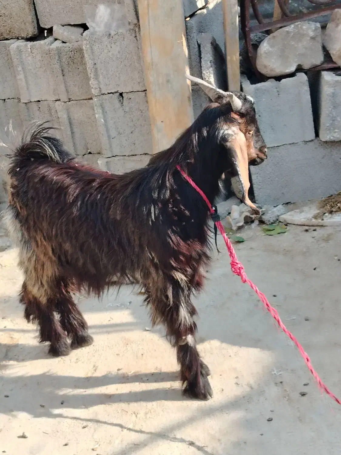 نر و ماده|حیوانات مزرعه|کاکی, |دیوار