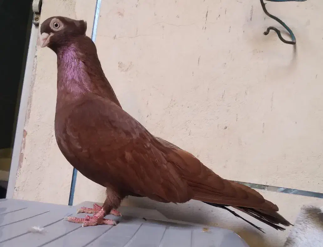 ماده صرب سرخ بشرط تخم امیدیه|پرنده|بندر ماهشهر, |دیوار