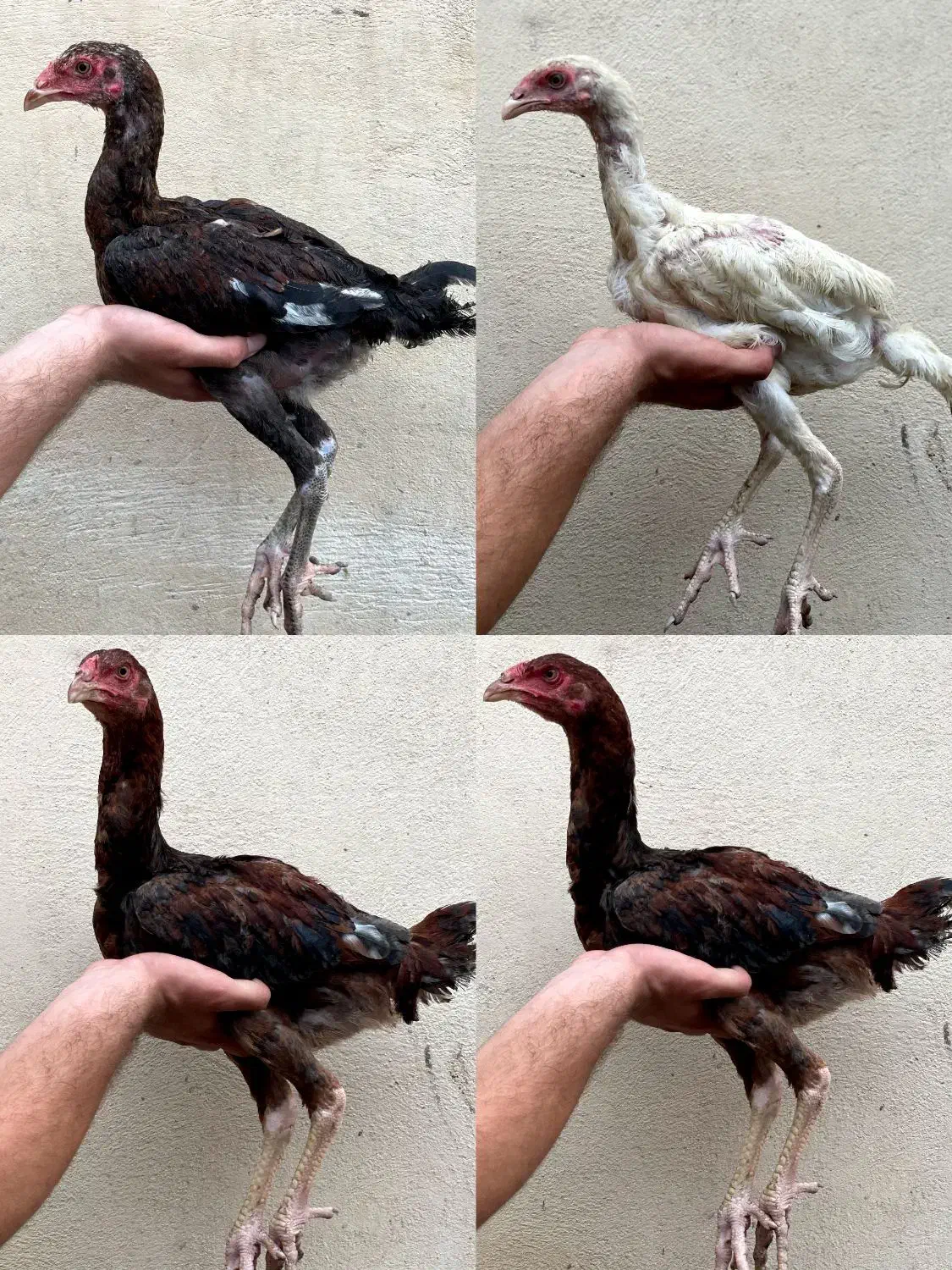 جوجه لاری اصیل|حیوانات مزرعه|بندر گز, |دیوار