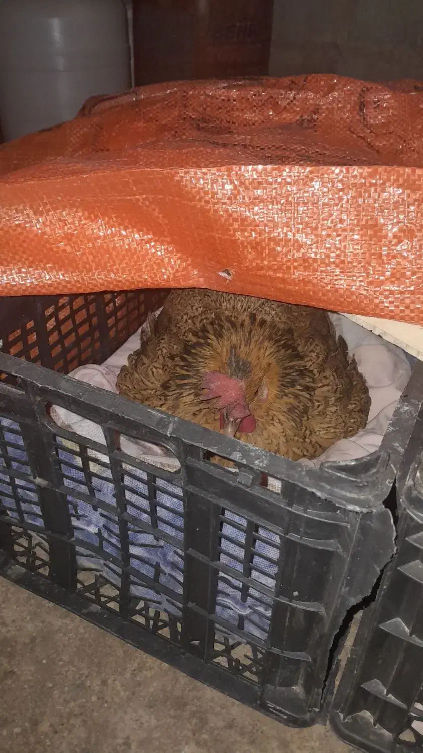 مرغ( کرک )|حیوانات مزرعه|اندیمشک, |دیوار