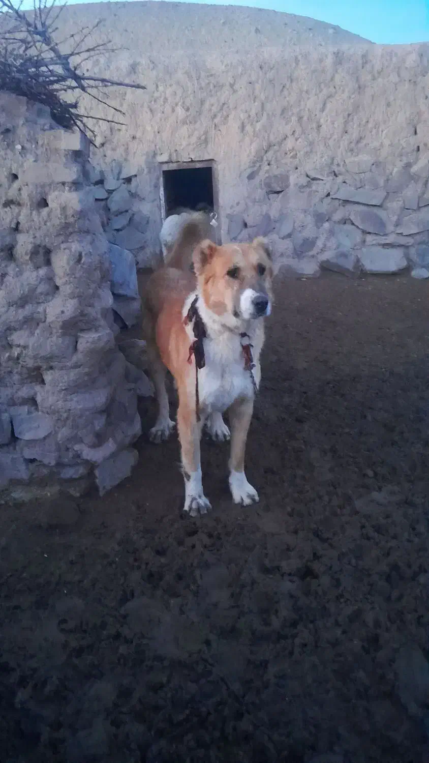 سگ فروشی|سگ|سده (خراسان جنوبی), |دیوار