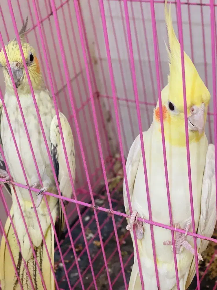 کبوتر|پرنده|بندرعباس, |دیوار