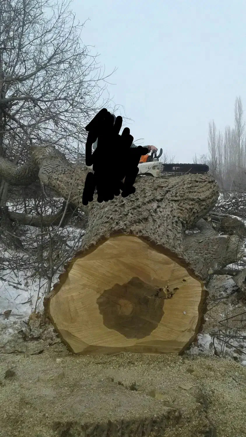 خرید انواع درخت|خدمات باغبانی و درختکاری|خوی, |دیوار