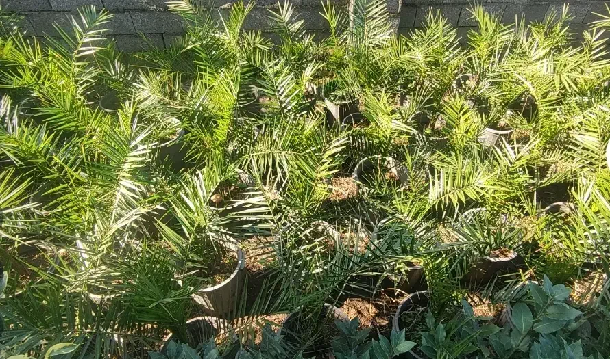 لاوسون فونیکس فینیکس گل و گیاه کاج طلایی|گل و گیاه طبیعی|چابکسر, |دیوار