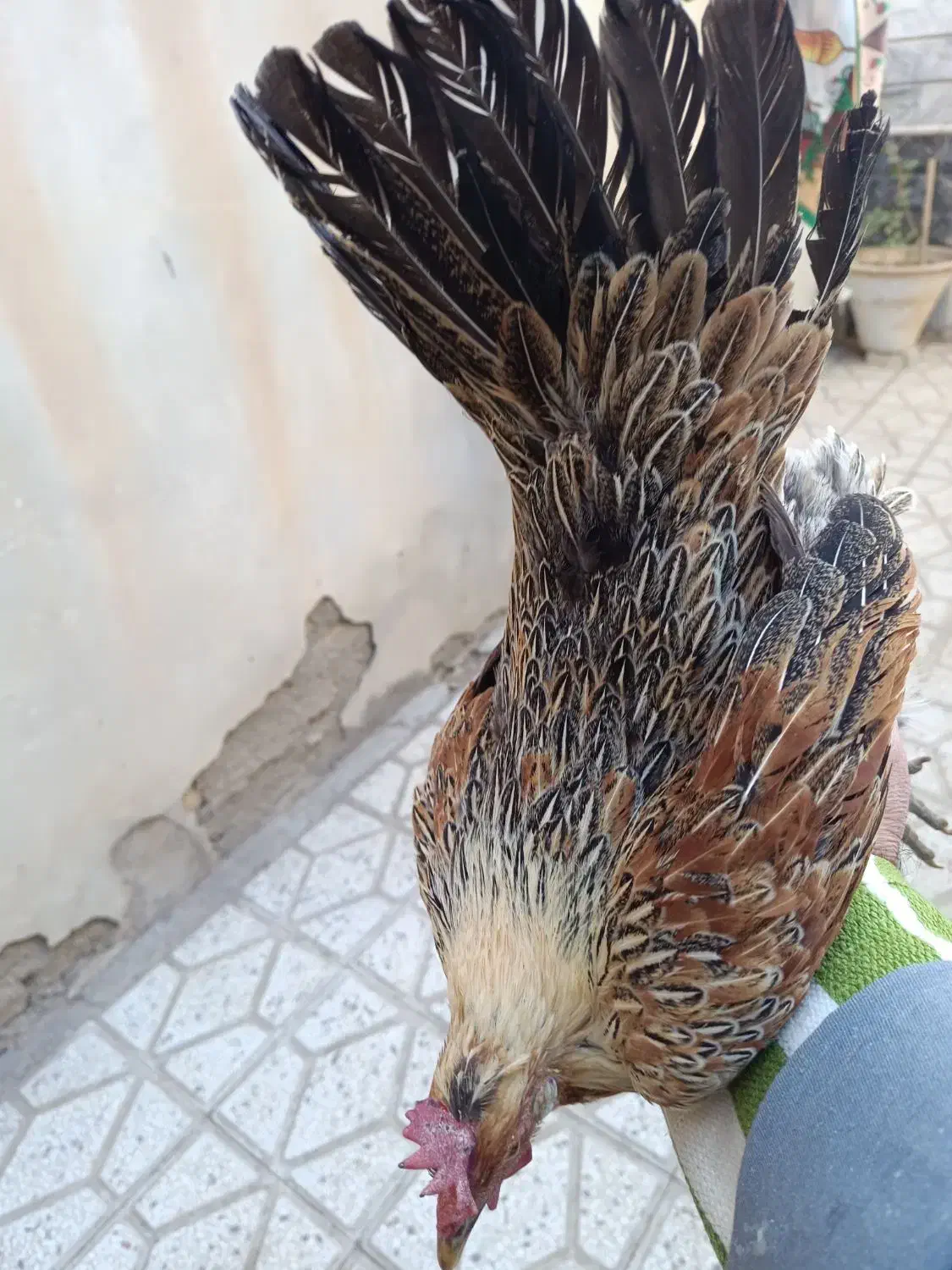 مرغ لری عطیه|حیوانات مزرعه|تهران, جوادیه|دیوار