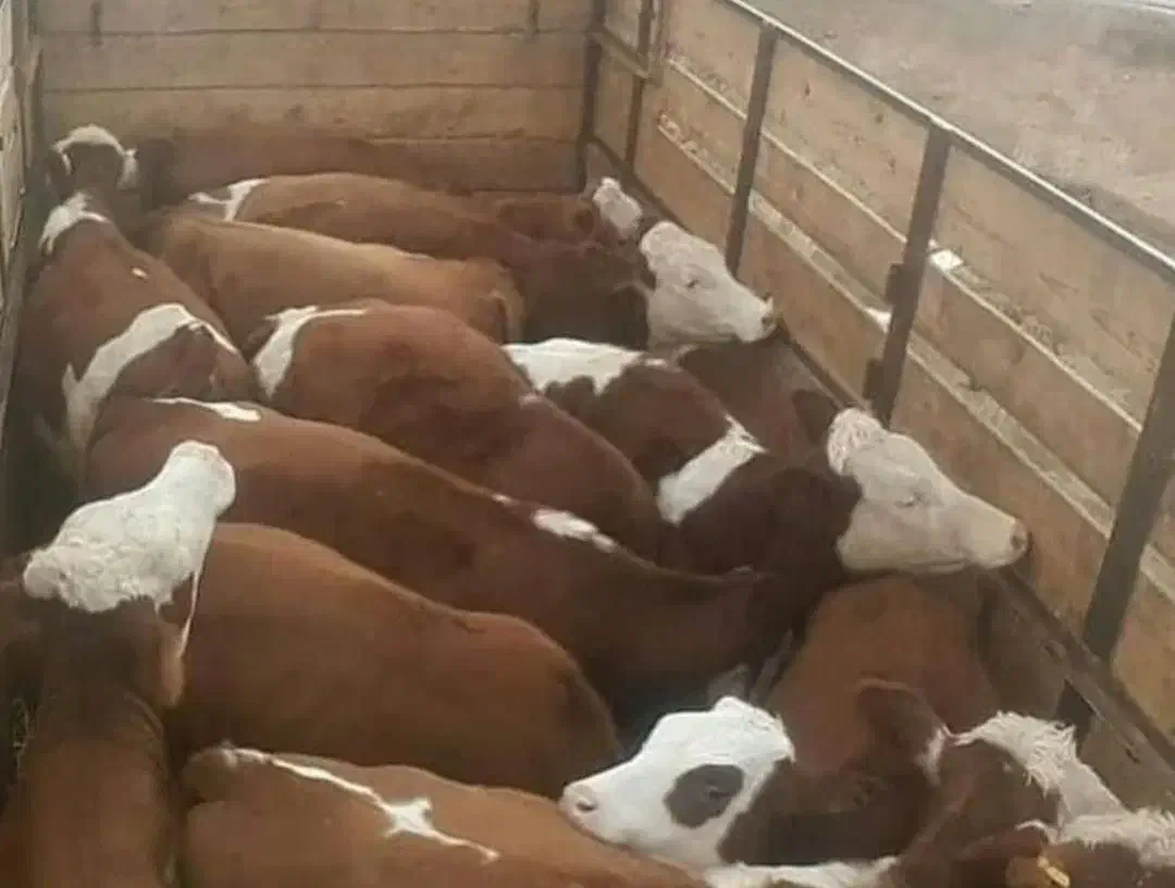 معاوضه گوساله با پرواری|حیوانات مزرعه|اقبالیه, |دیوار