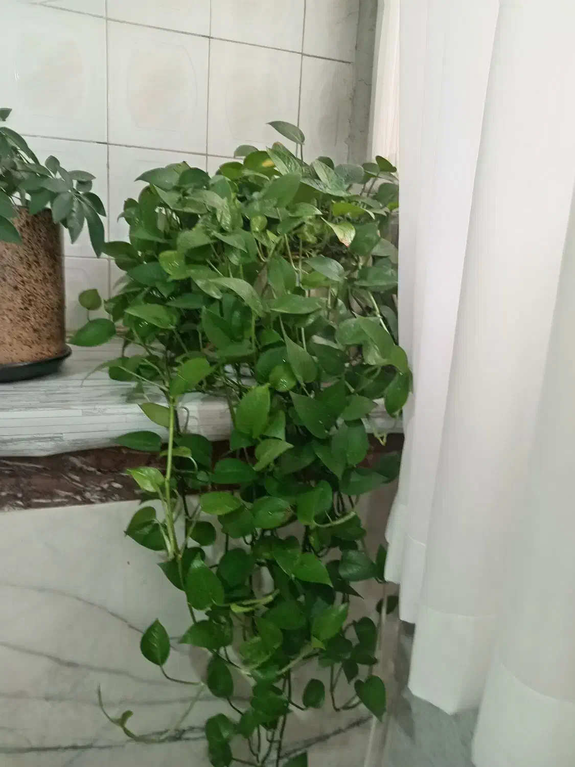 گل طبیعی زیبا شاداب|گل و گیاه طبیعی|قروه, |دیوار