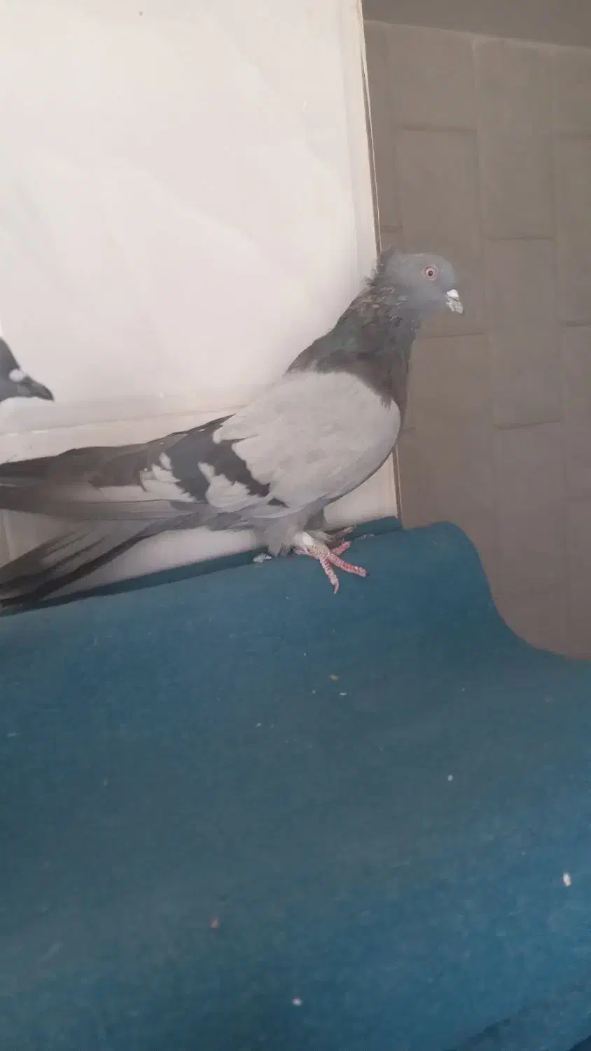 کبوتر اصفهانی پر|پرنده|برخوار, |دیوار