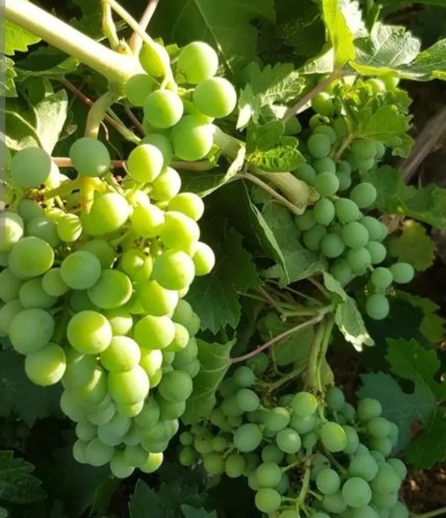 غوره|خوردنی و آشامیدنی|جوین, |دیوار